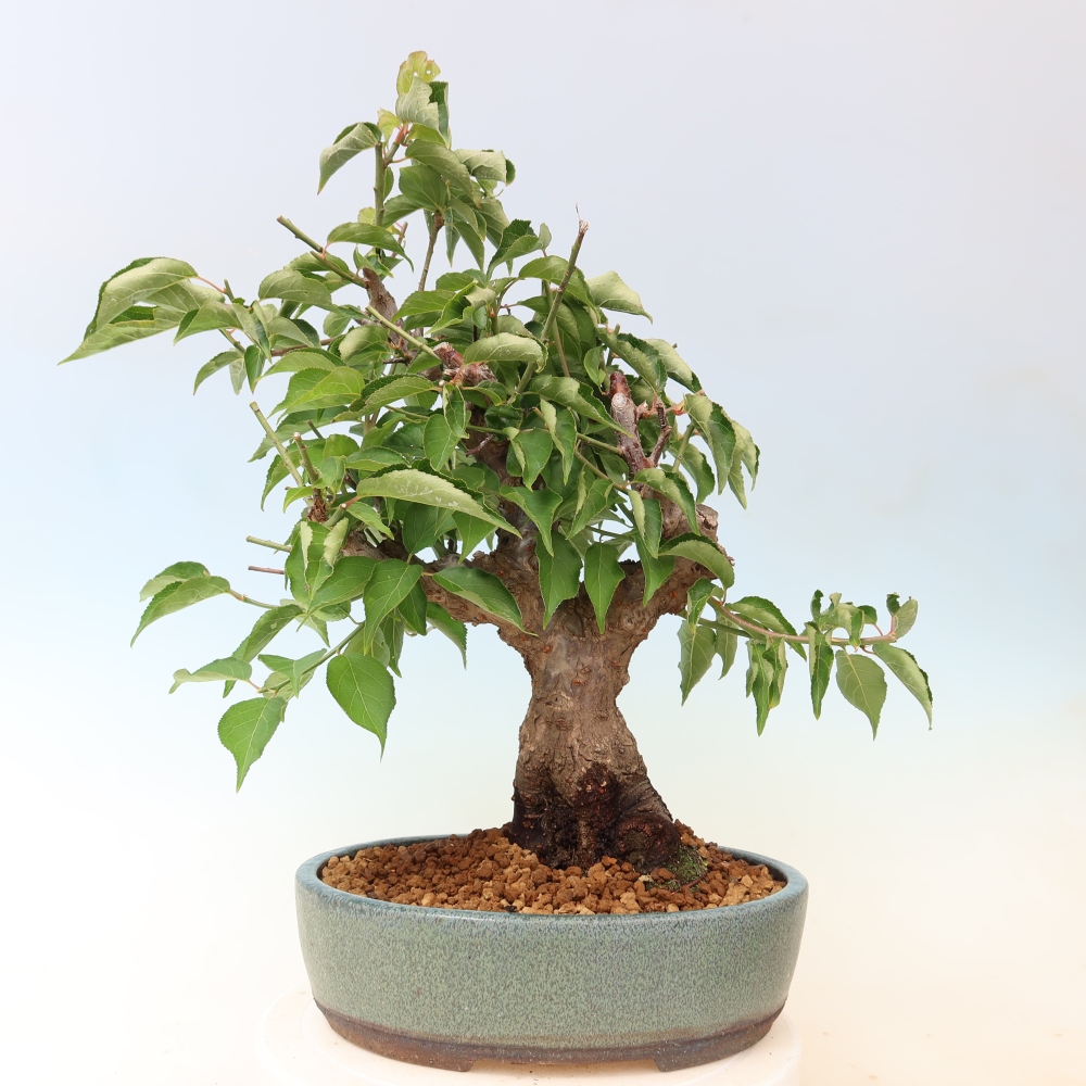 Bonsai ogrodowe – japońska śliwka – Prunus Mume