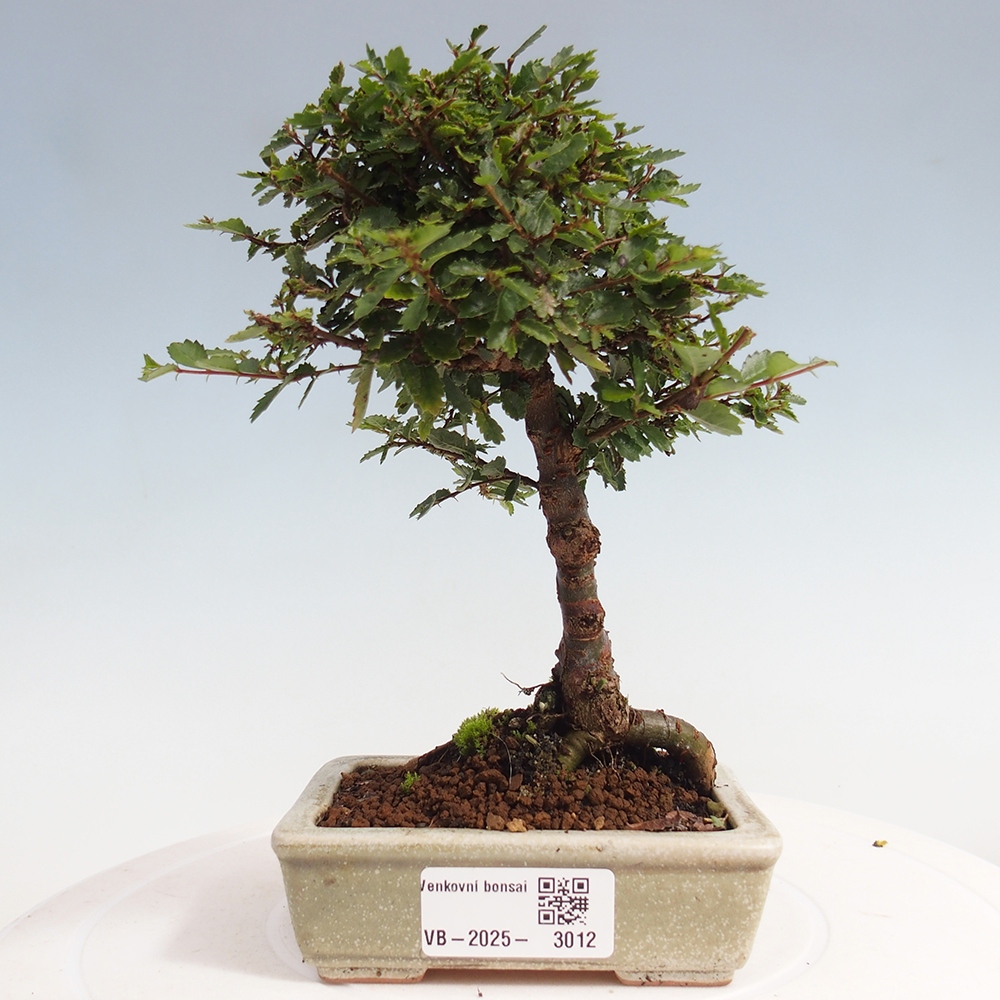 Bonsai zewnętrzne - Ulmus parvifolia Sagei - Wiąz drobnolistny