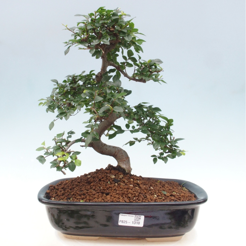 Bonsai wewnętrzne - Ulmus parvifolia - Wiąz drobnolistny