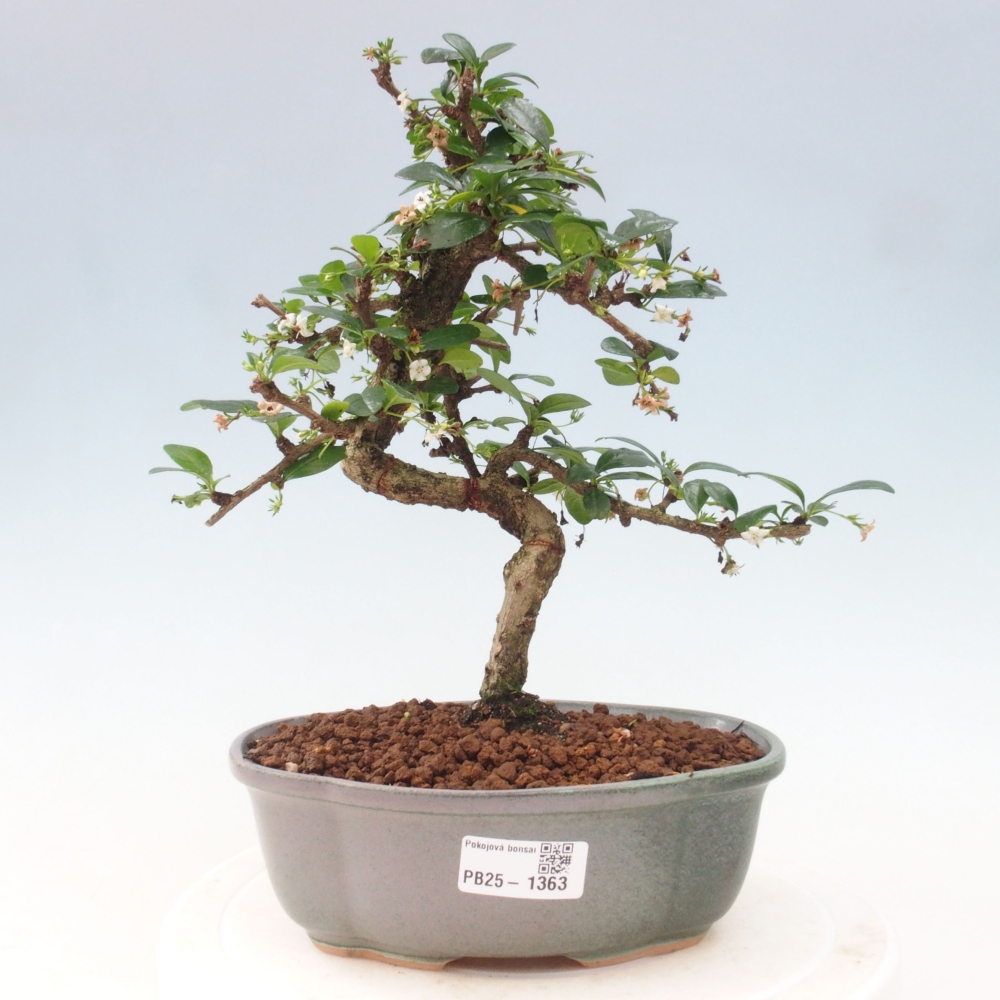 Pokój bonsai - Carmona macrophylla - Tea fuki