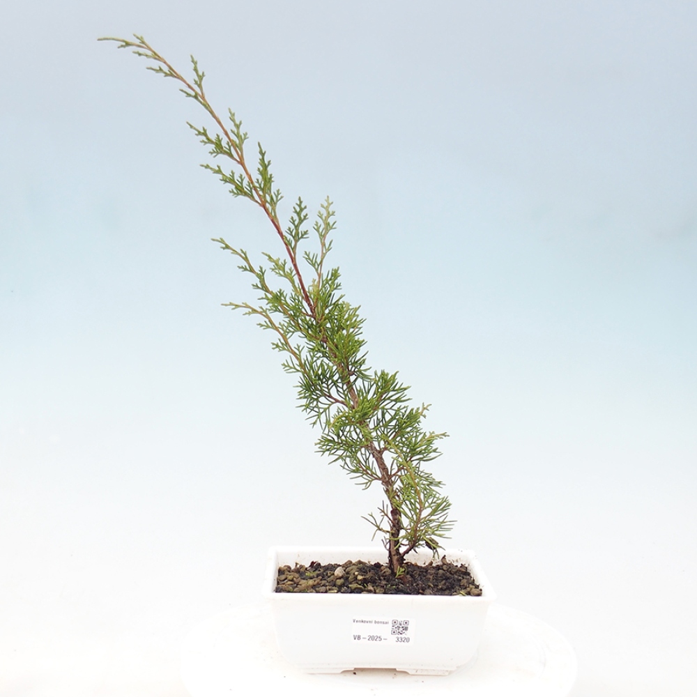 Outdoor bonsai - Juniperus chinensis Itoigawa - Jałowiec chiński