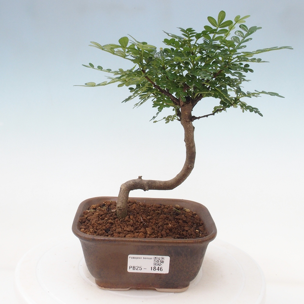 Kryty bonsai - Zantoxylum piperitum - Mięta pieprzowa