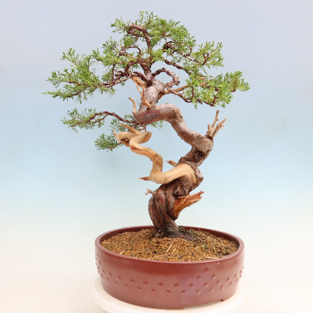 Bonsai ogrodowe – Juniperus chinensis Itoigawa – jałowiec chiński