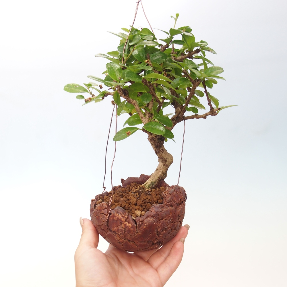 Kokedama w ceramice - Tea-fuki - Carmona macrophylla