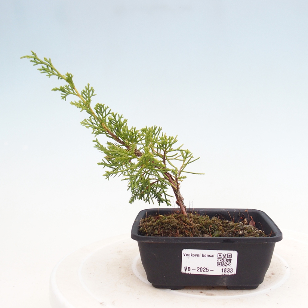 Outdoor bonsai - Juniperus chinensis Itoigawa - Jałowiec chiński