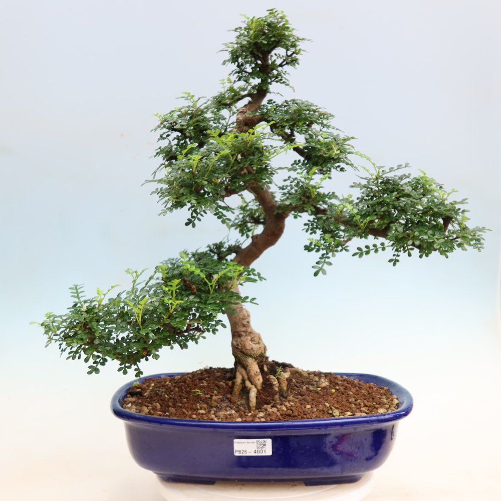 Pokój bonsai - Zantoxylum piperitum - drzewo pieprzowe