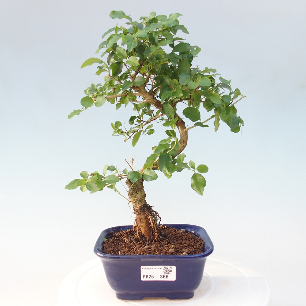 Pokój bonsai - Ligustrum chinensis - Dziób ptaka