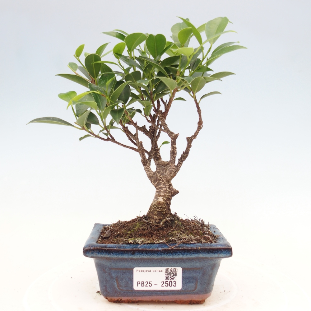 Pokojová bonsai - Ficus retusa - malolistý fíkus