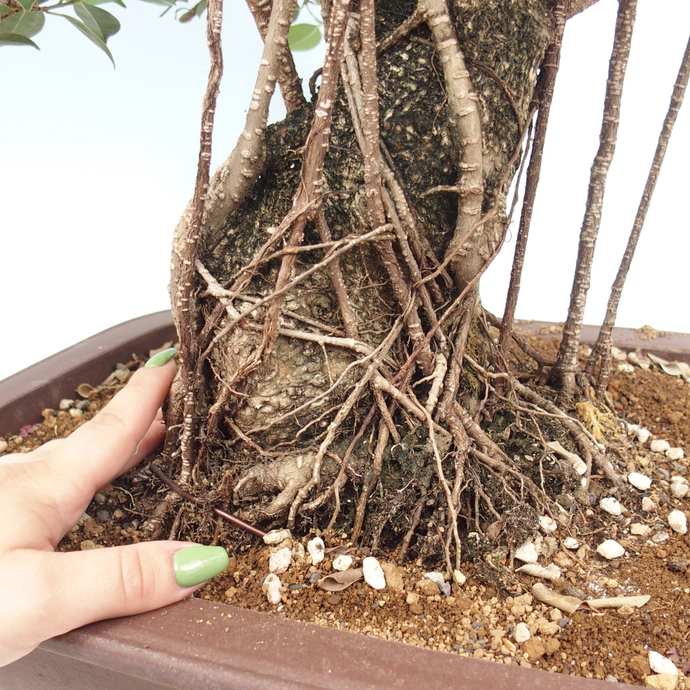 Bonsai pokojowe - Ficus kimmen - figowiec drobnolistny - WYŁĄCZNIE ODBIÓR OSOBISTY lub transport paletowy