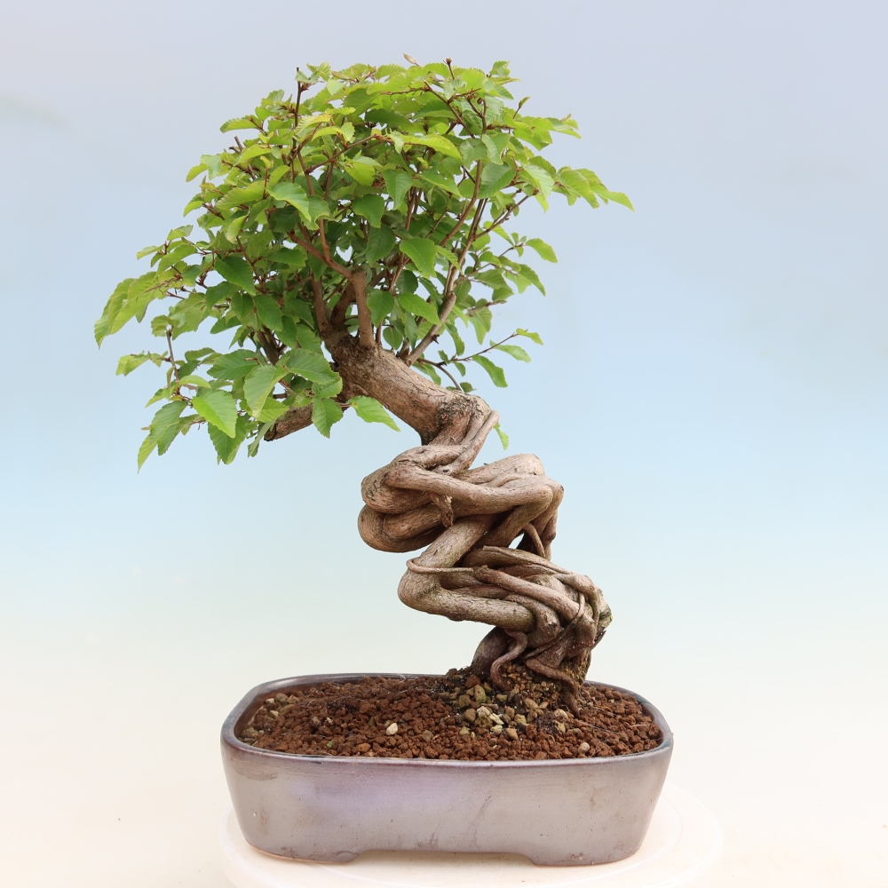 Outdoor bonsai - Carpinus coreana - grab koreański
