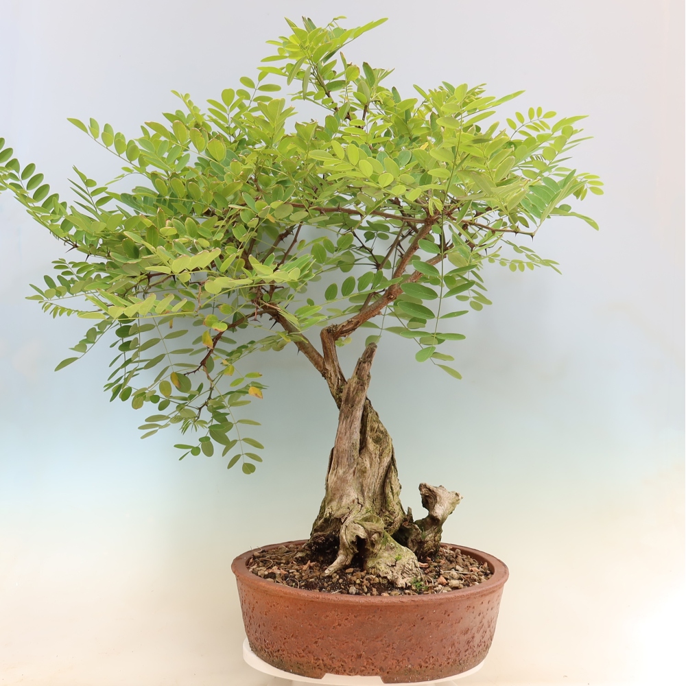 Bonsai ogrodowe – trnówka akacjowa – Robinia pseudoacacia