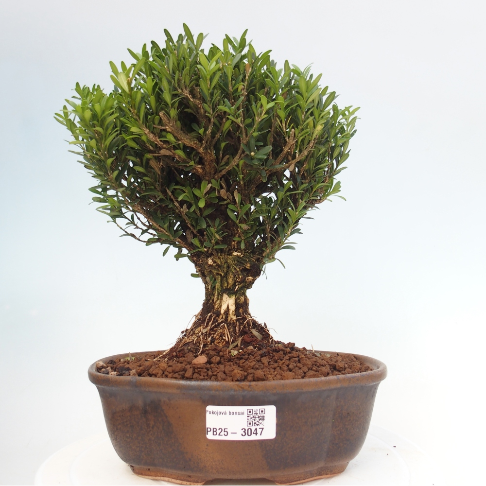 Kryty bonsai - Buxus harlandii - Bukszpan korkowy