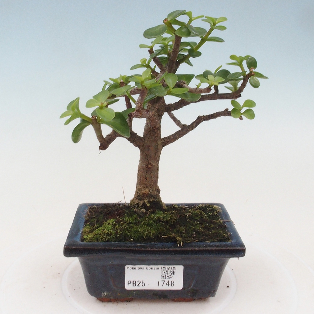 Kryte bonsai - Portulakaria Afra - Tlustice