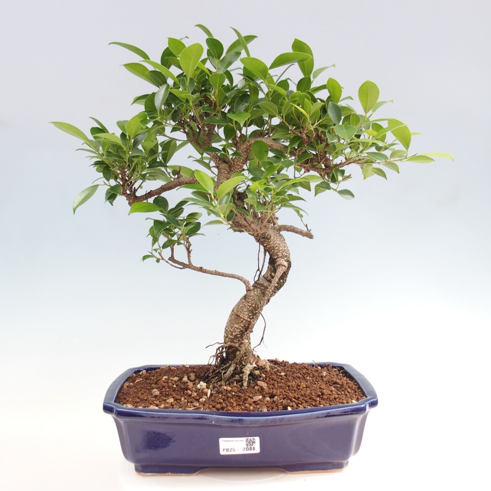 Kryty bonsai - Ficus kimmen - figowiec drobnolistny