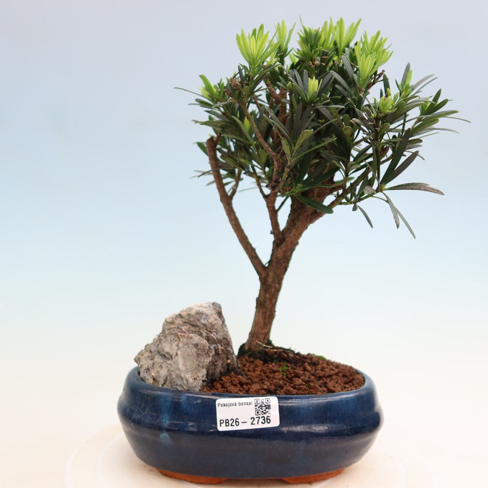 Pokój bonsai - Podocarpus - Kamienny cis