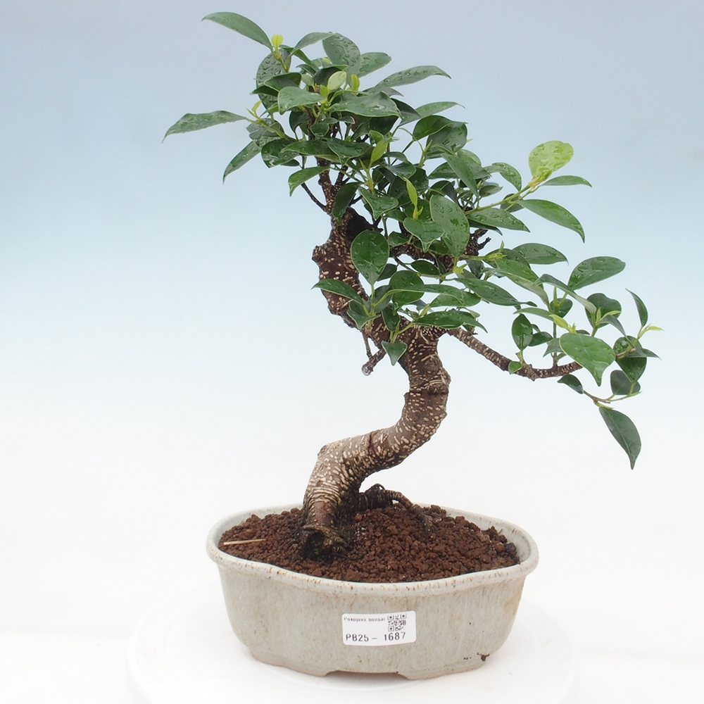 Kryty bonsai - Ficus retusa - figowiec drobnolistny
