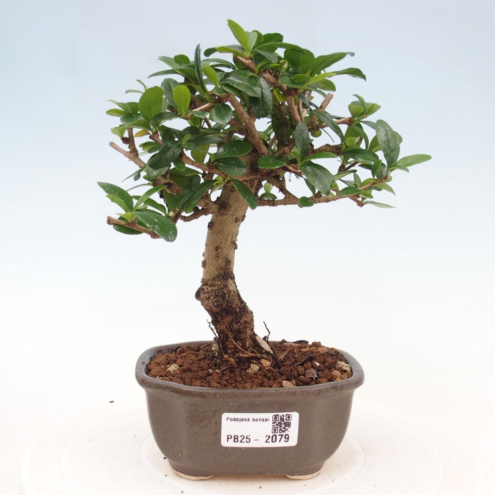 Bonsai wewnętrzne - Carmona makrophylla - Herbata Fuki