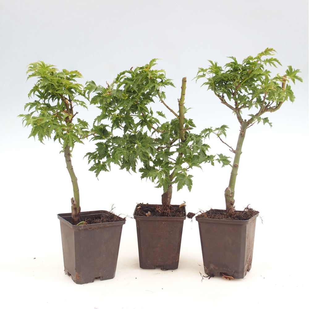 Bonsai zewnętrzne - Jawor palmowy - Acer palmatum Shishigashira w pojemniku
