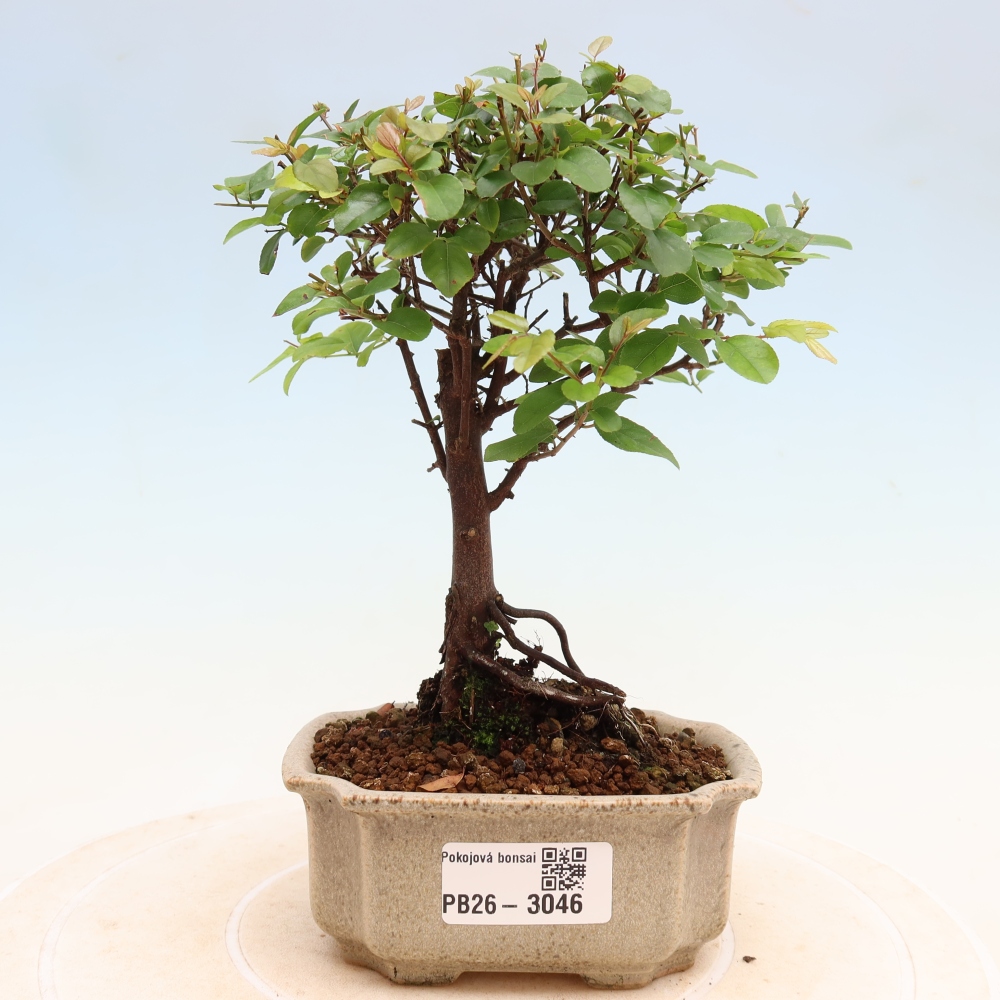 Bonsai pokojowe - Sageretia thea - Sageretia thea