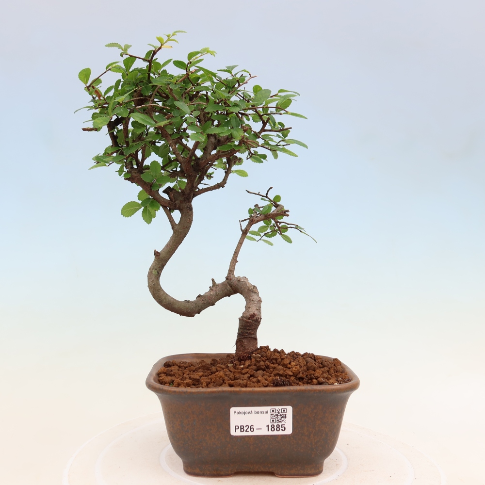 Pokój bonsai - Ulmus parvifolia - Wiąz drobnolistny
