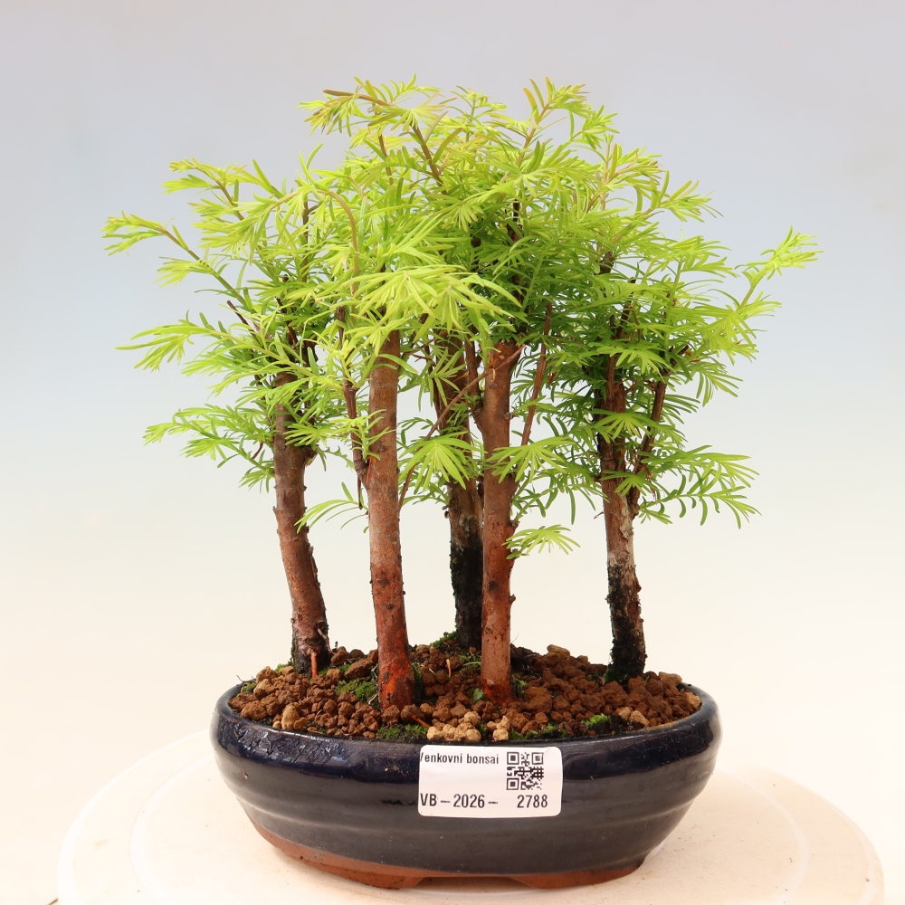 Bonsai ogrodowe – Metasequoia glyptostroboides – metasekwoja chińska – zagajnik