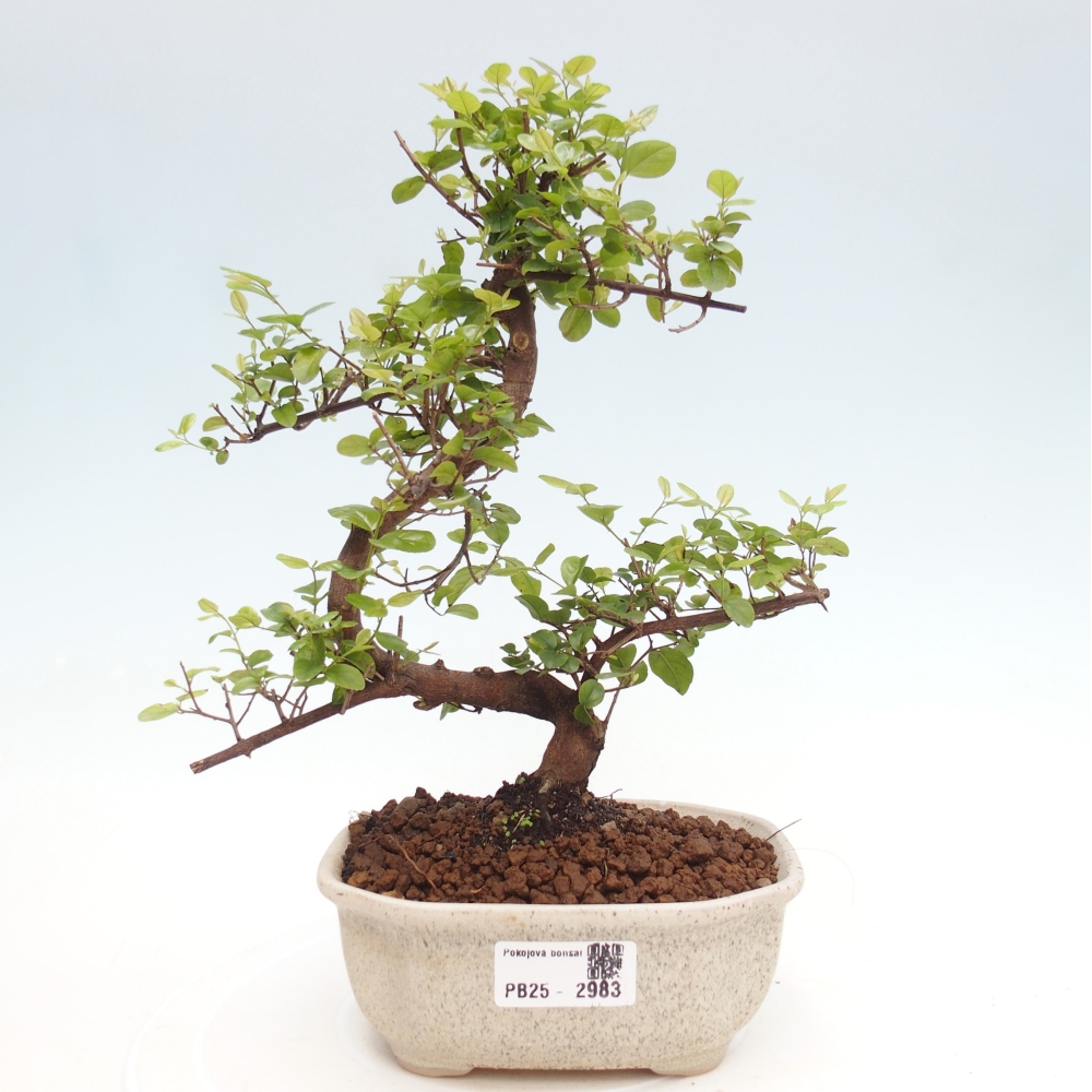 Bonsai wewnętrzne - Sagerécie thea - Sagerécie thea