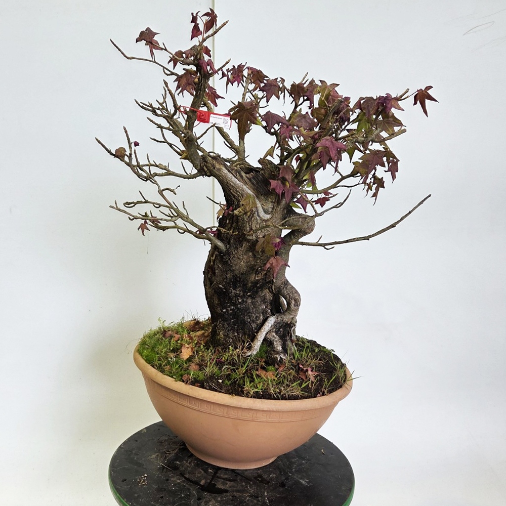 Bonsai outdoor - Ambrosia zachodnia - Liquidambar styraciflua