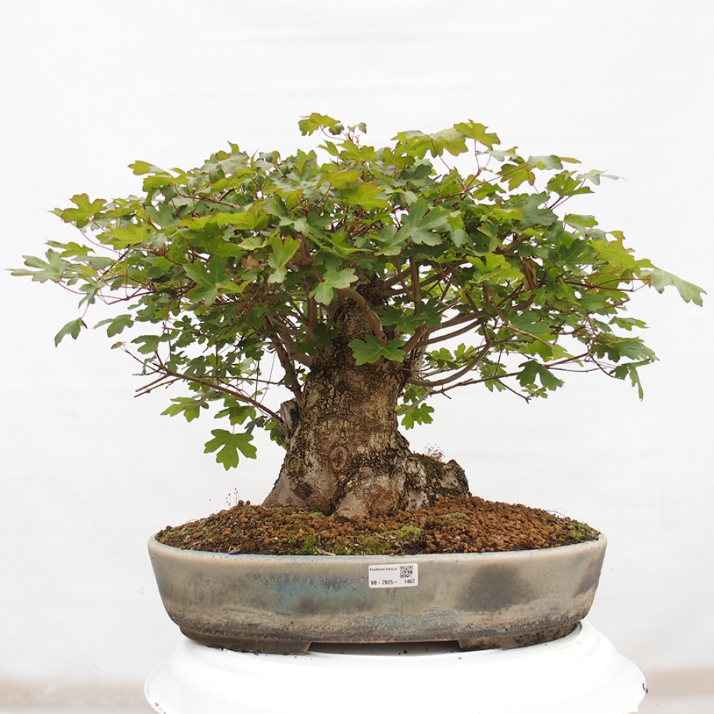 Bonsai zewnętrzne - Klon dziecięcy - Acer campestre