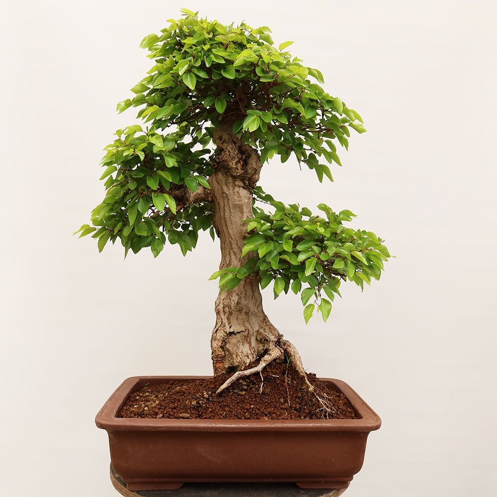 Bonsai plenerowe - Carpinus Coreana - grab koreański