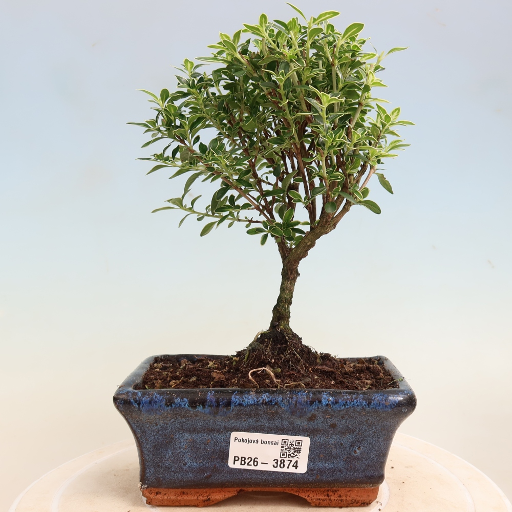 Bonsai pokojowe – Serissa foetida Variegata – Drzewo tysiąca gwiazd