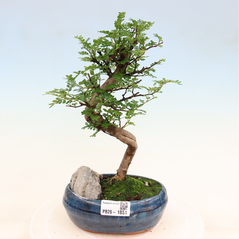 Pokój bonsai - Zantoxylum piperitum - drzewo pieprzowe