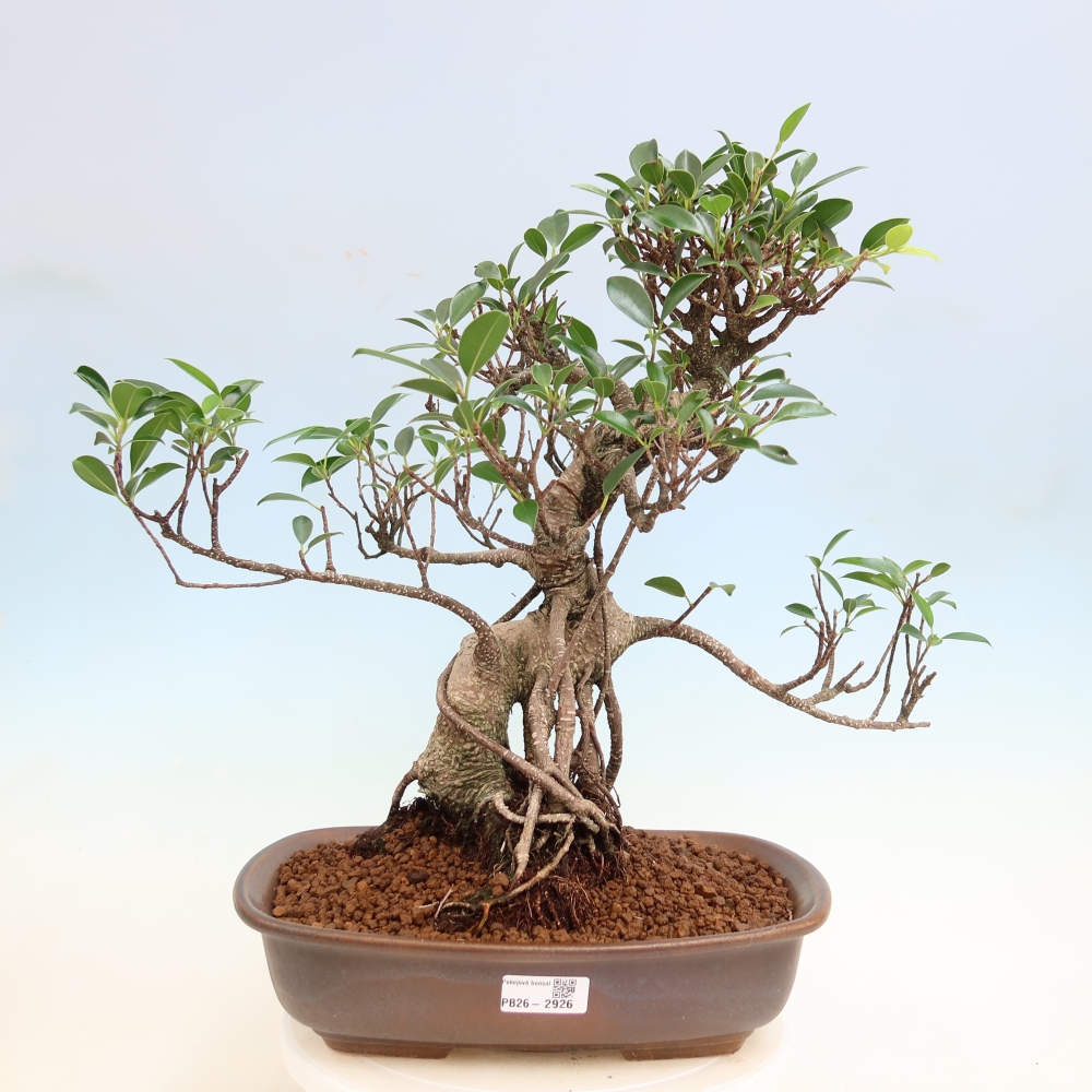 Pokój bonsai - Ficus kimmen - figowiec drobnolistny