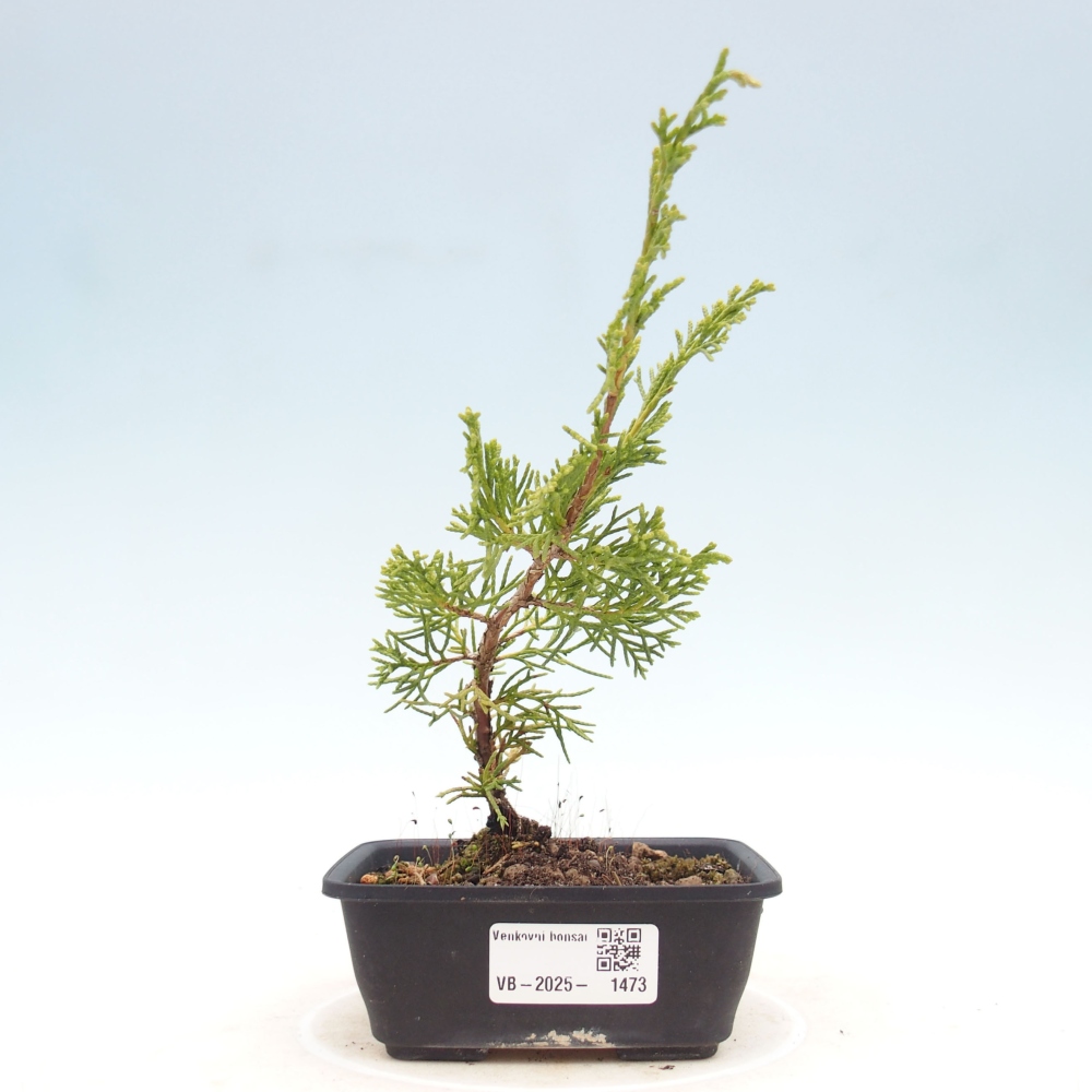 Outdoor bonsai - Juniperus chinensis Itoigawa - Jałowiec chiński