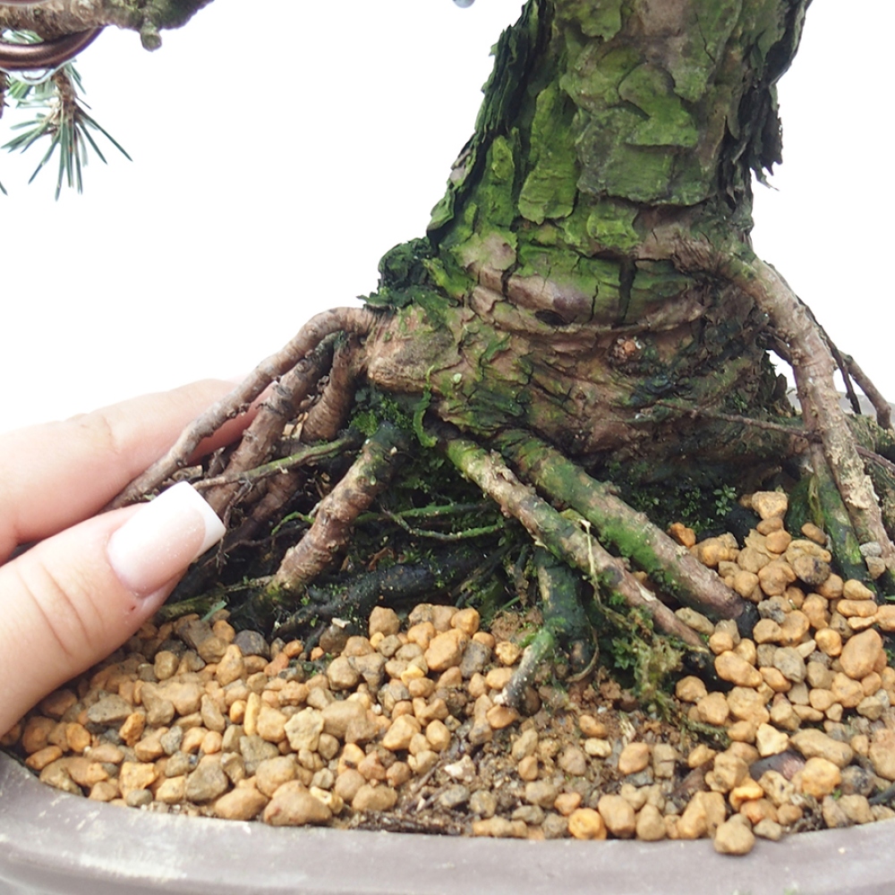 Outdoor bonsai - Pinus thunbergii Kotobuki - Sosna Thunberga