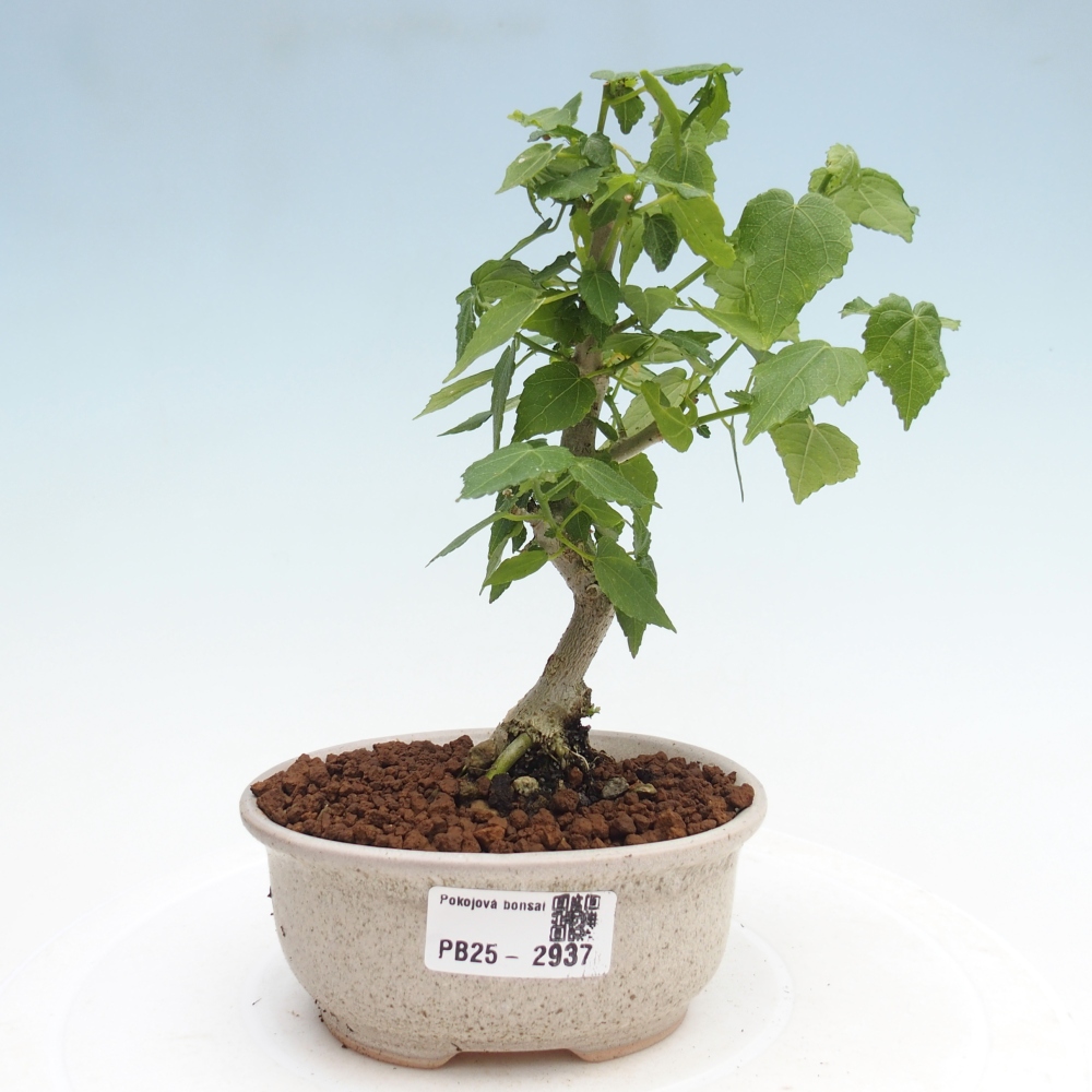 Kryte bonsai - Malvaviscus arboreus - hibiskus drzewny