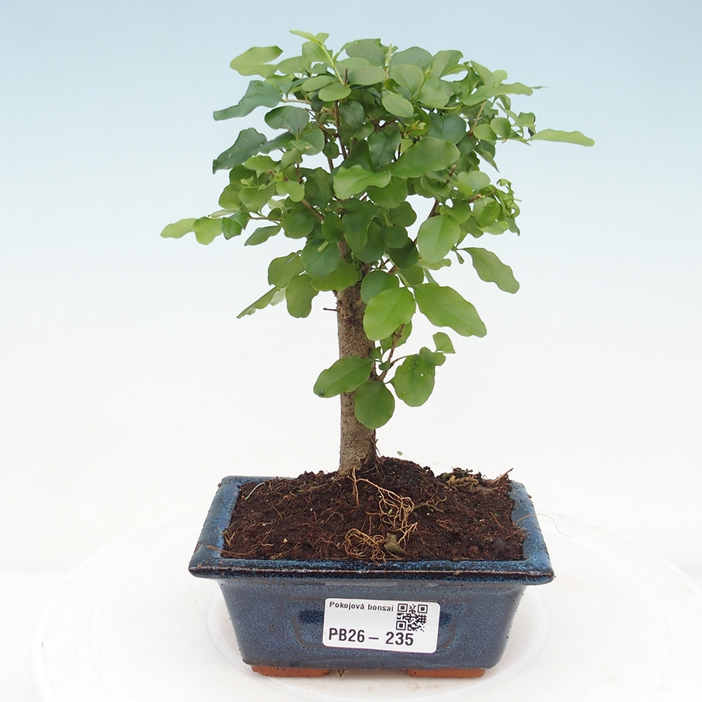 Pokój bonsai - Ligustrum chinensis - Dziób ptaka