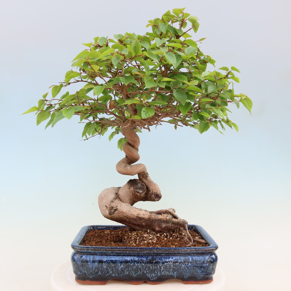 Outdoor bonsai - Carpinus coreana - grab koreański