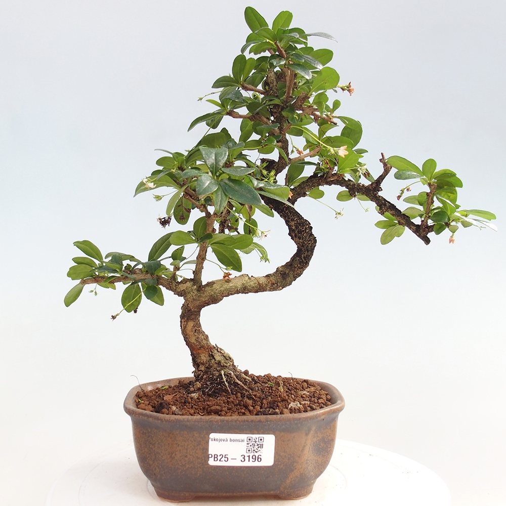 Bonsai wewnętrzne - Carmona makrophylla - Herbata Fuki