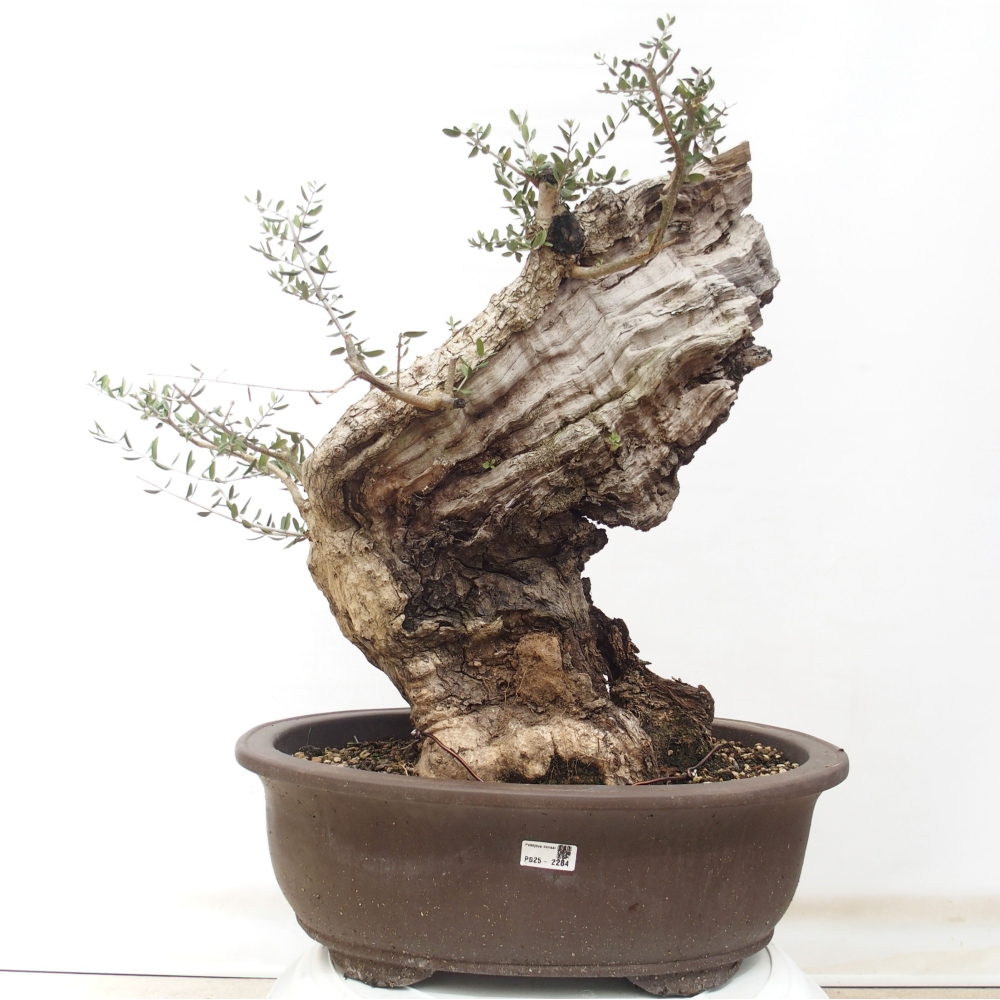 Kryte bonsai - Olea europaea sylvestris - Europejska oliwa z małych liści