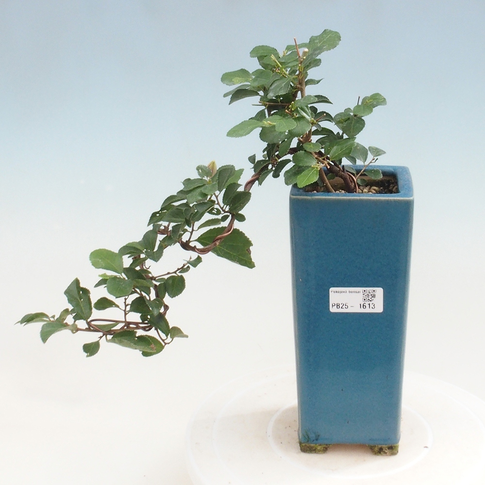 Kryty bonsai - Grewia occidentalis - Lawendowa gwiazda
