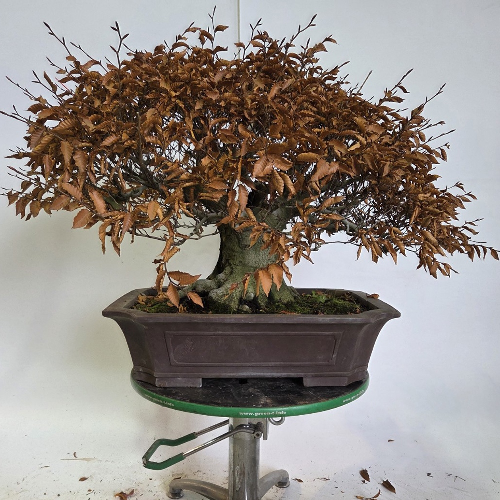 Outdoor bonsai -Fagus crenata