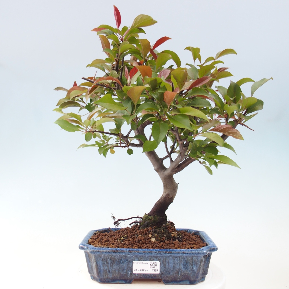 Bonsai zewnętrzne - Malus domowy - Jabłoń czerwonolistna o drobnych owocach