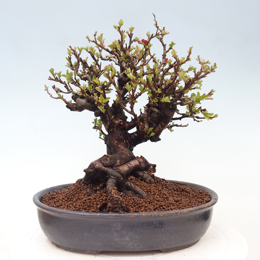 Bonsai zewnętrzne - Chaneomeles speciosa - Pigwa