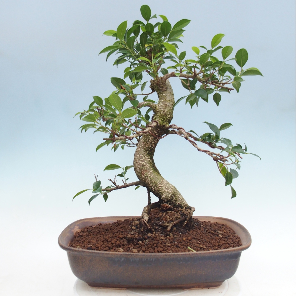 Pokój bonsai - Ficus retusa - figowiec drobnolistny