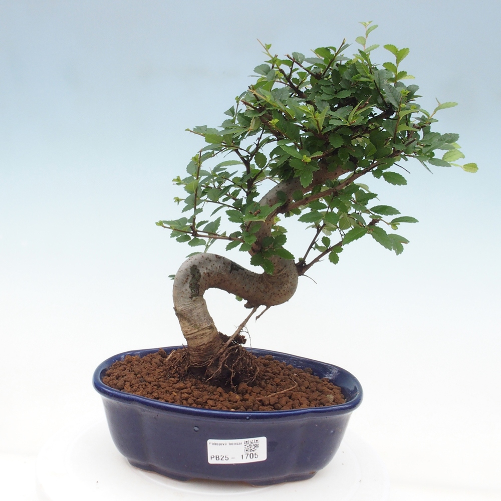 Bonsai wewnętrzne - Ulmus parvifolia - Wiąz drobnolistny