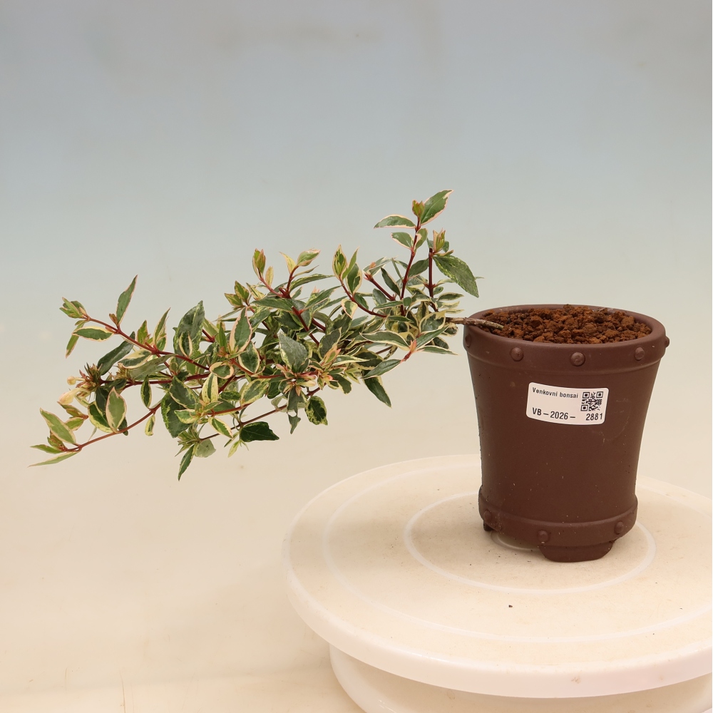 Bonsai ogrodowe – Abelia gr. Confetti – Abelia wielkokwiatowa
