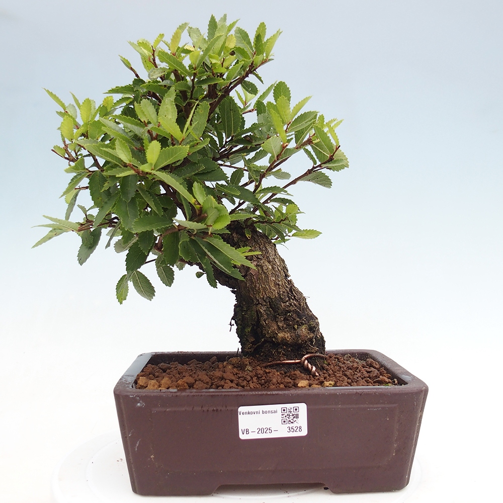 Bonsai na zewnątrz - Zelkova - Zelkova serrata
