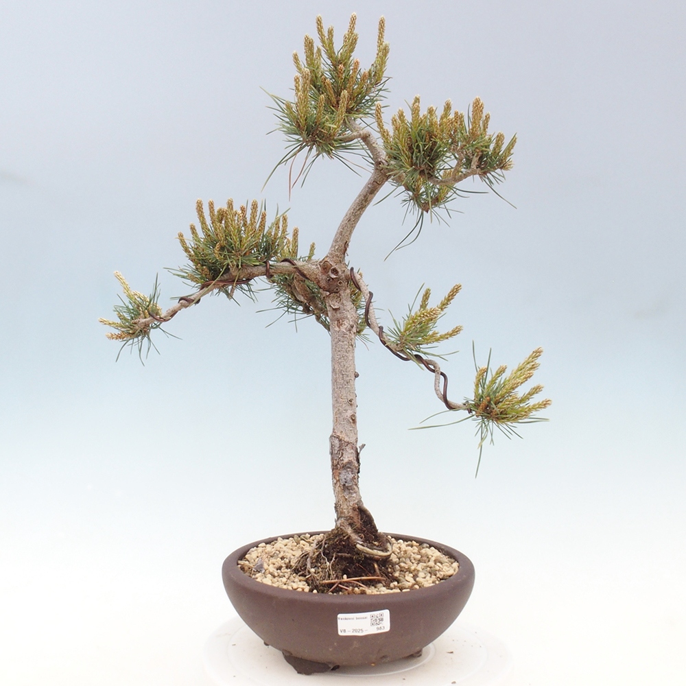 Outdoor bonsai - Pinus Sylvestris - sosna zwyczajna