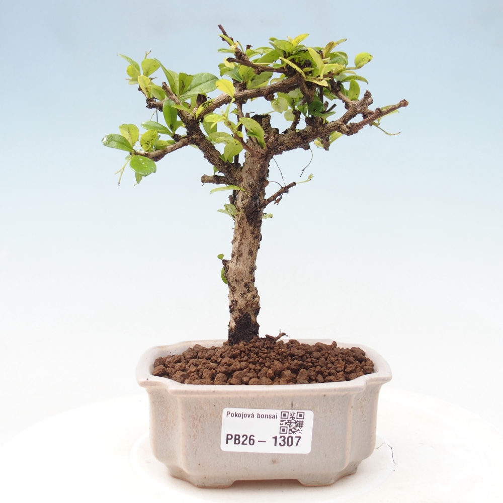 Bonsai pokojowe - Carmona macrophylla - Tea fuki