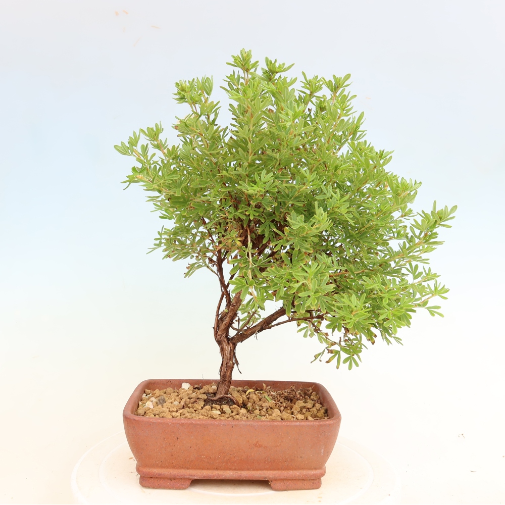 Bonsai ogrodowe – Potentilla fruticosa – Potentila fruticosa Bellissima